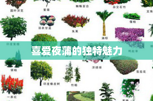喜爱夜蒲的独特魅力