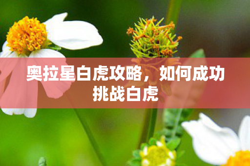 奥拉星白虎攻略，如何成功挑战白虎