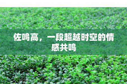 佐鸣高，一段超越时空的情感共鸣