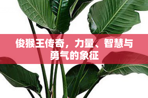 俊猴王传奇，力量、智慧与勇气的象征