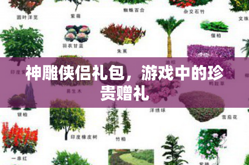 神雕侠侣礼包，游戏中的珍贵赠礼