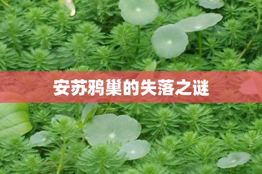 安苏鸦巢的失落之谜