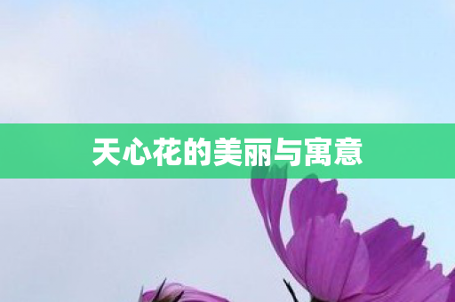 天心花的美丽与寓意