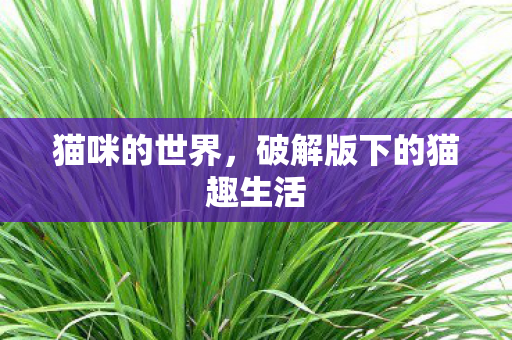 猫咪的世界，破解版下的猫趣生活
