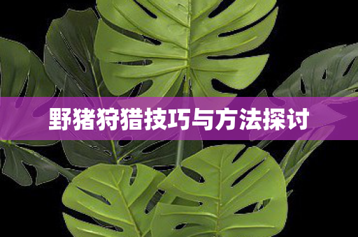 野猪狩猎技巧与方法探讨