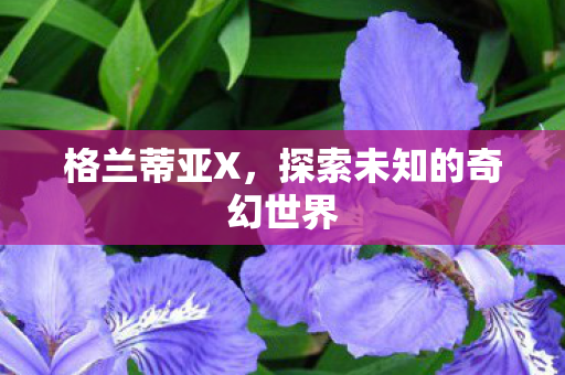 格兰蒂亚X，探索未知的奇幻世界