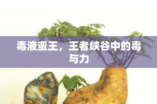 毒液蛮王，王者峡谷中的毒与力