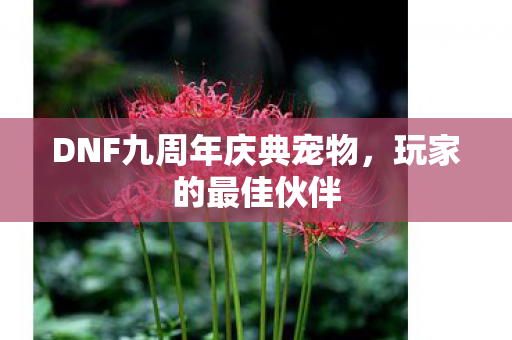 DNF九周年庆典宠物，玩家的最佳伙伴