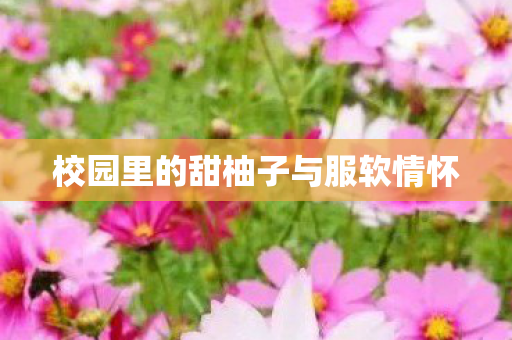 校园里的甜柚子与服软情怀