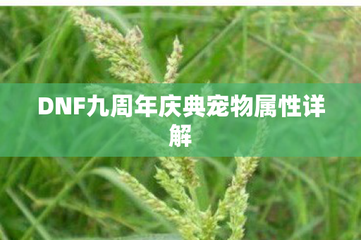 DNF九周年庆典宠物属性详解