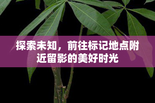 探索未知，前往标记地点附近留影的美好时光