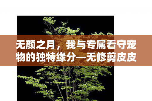 无颜之月，我与专属看守宠物的独特缘分—无修剪皮皮虾的守护