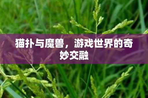 猫扑与魔兽，游戏世界的奇妙交融