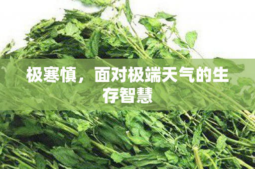 极寒慎，面对极端天气的生存智慧