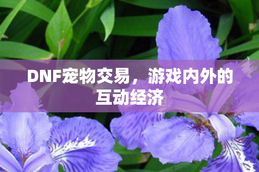 DNF宠物交易，游戏内外的互动经济