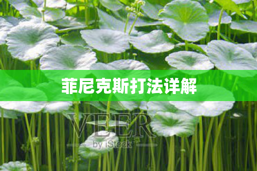 菲尼克斯打法详解