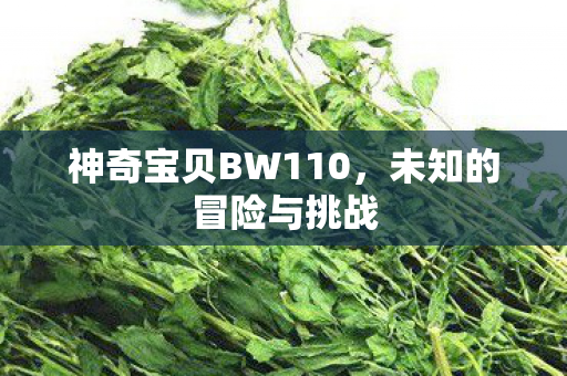 神奇宝贝BW110，未知的冒险与挑战