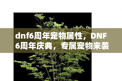 dnf6周年宠物属性，DNF 6周年庆典，专属宠物来袭！