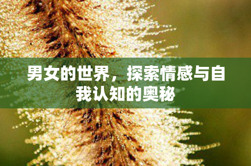 男女的世界，探索情感与自我认知的奥秘