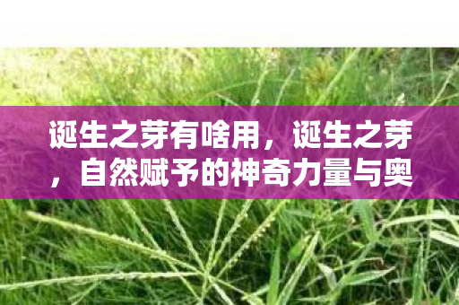 诞生之芽有啥用，诞生之芽，自然赋予的神奇力量与奥秘应用