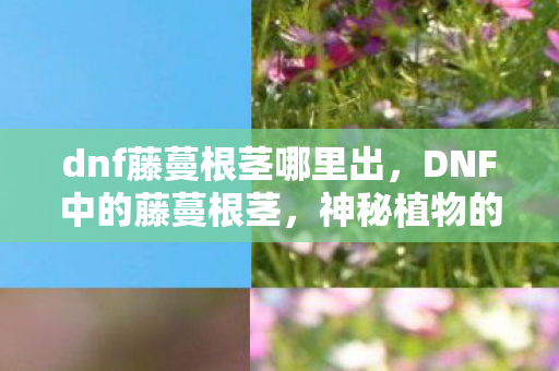 dnf藤蔓根茎哪里出，DNF中的藤蔓根茎，神秘植物的秘密与力量