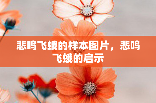 悲鸣飞蛾的样本图片，悲鸣飞蛾的启示