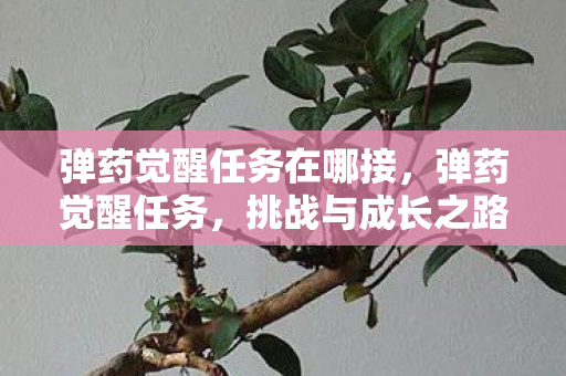 弹药觉醒任务在哪接，弹药觉醒任务，挑战与成长之路