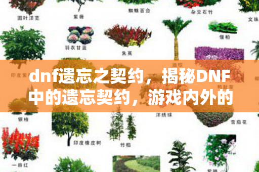 dnf遗忘之契约，揭秘DNF中的遗忘契约，游戏内外的秘密故事