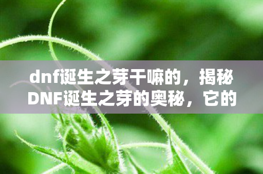 dnf诞生之芽干嘛的，揭秘DNF诞生之芽的奥秘，它的功能与用途究竟有哪些？
