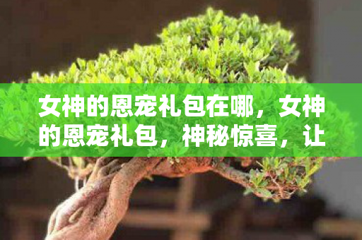 女神的恩宠礼包在哪，女神的恩宠礼包，神秘惊喜，让你爱不释手